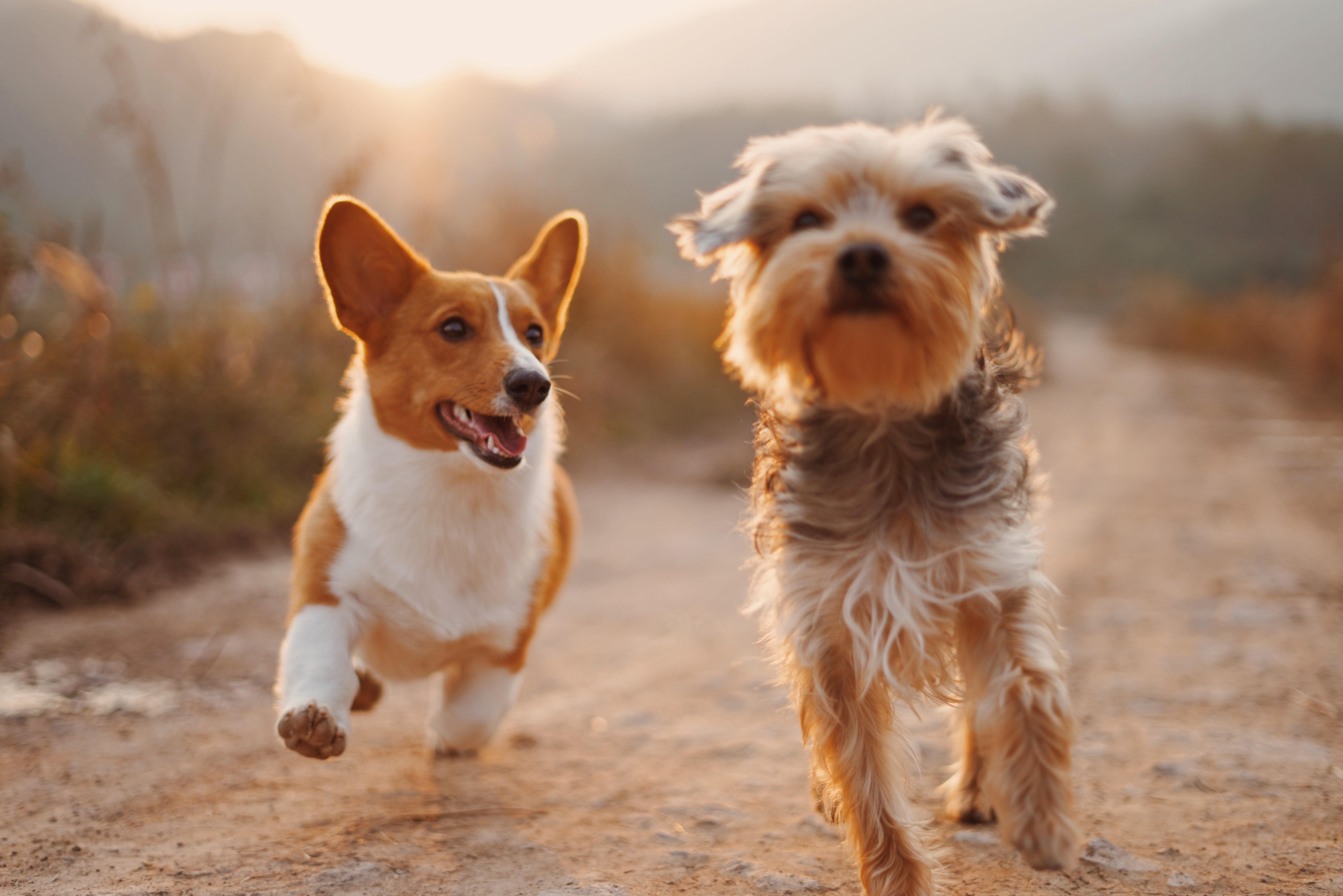 Parasite Prevention at High Street Road Animal Hospital, Mt Waverley