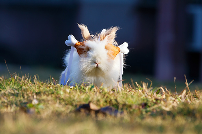 At Home Guinea Pig Care at High Street Road Animal Hospital, Mt Waverley