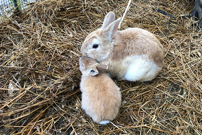 At Home Rabbit Care at High Street Road Animal Hospital, Mt Waverley