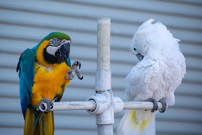 At Home Bird Care at High Street Road Animal Hospital, Mt Waverley