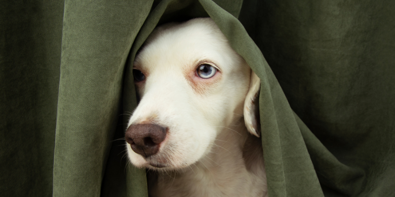 5 myths about pet anxiety and what actually works