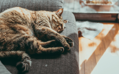 Is Your Cat’s Bladder Stressed?