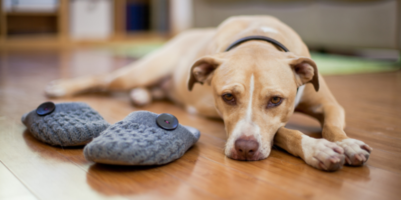 “Downstairs” issues in female dogs