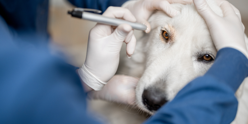 “Eye Spy” some mature pet health issues