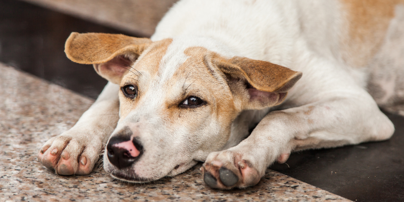 Veterinary and grooming anxiety in dogs