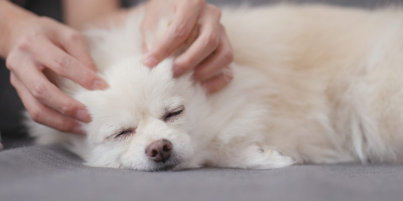 Social media “Beauty routines” for dogs
