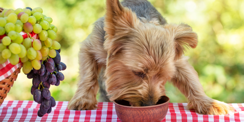 Grape and sultana toxicity in dogs