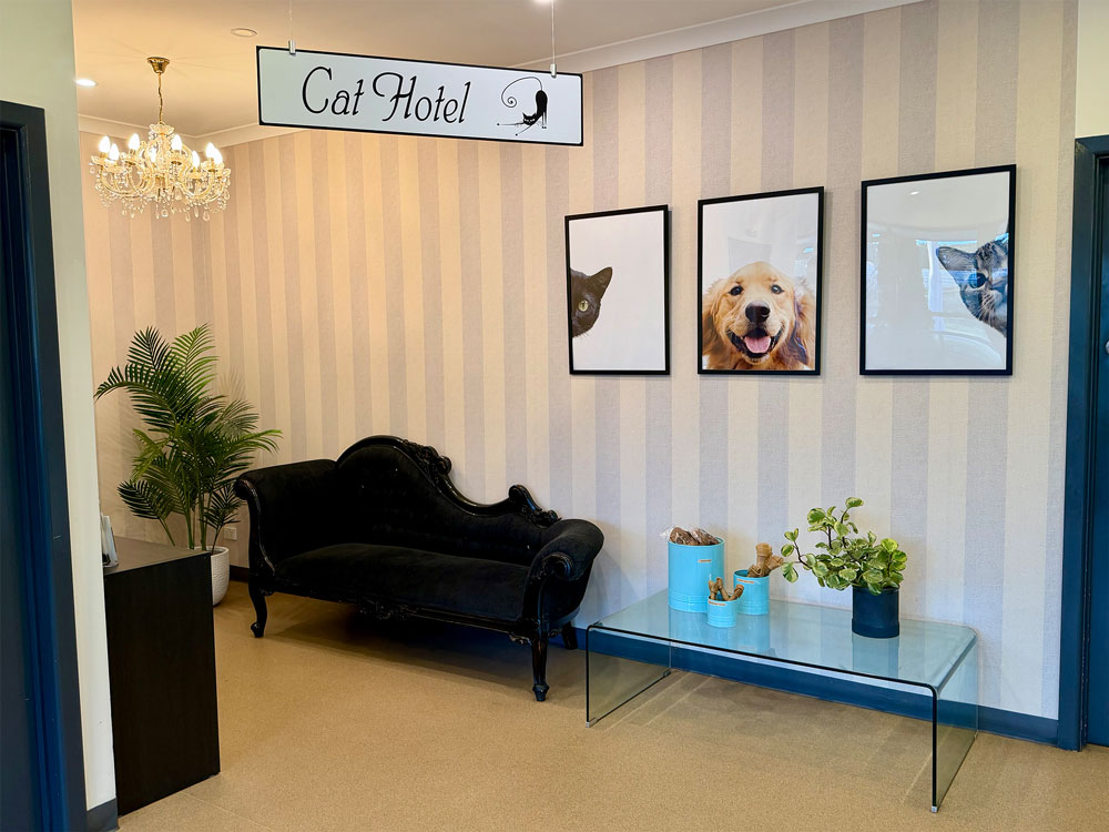 High Street Road Vet - Cat Hotel